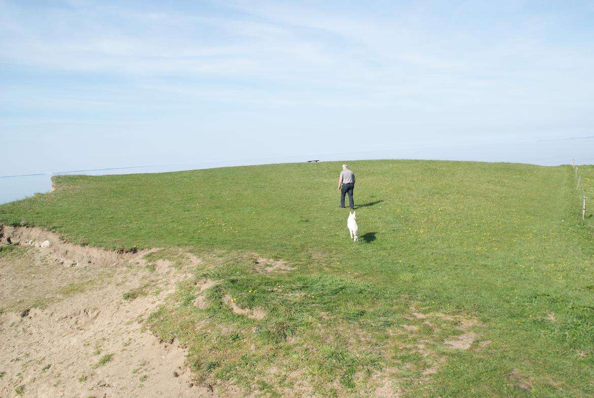 Hvid schæfer Scooby Doo billede 13