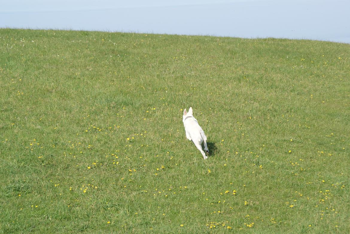 Hvid schæfer Scooby Doo billede 14