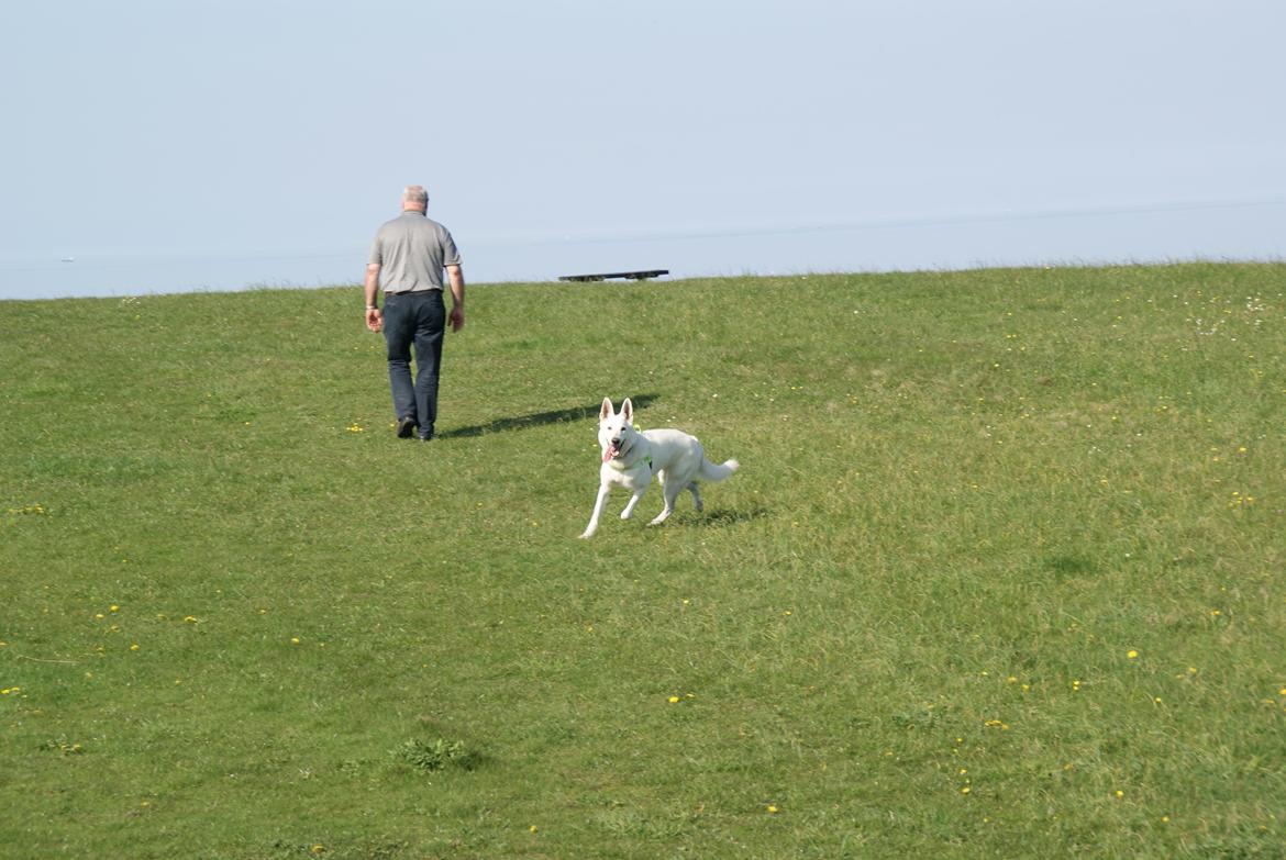 Hvid schæfer Scooby Doo billede 15