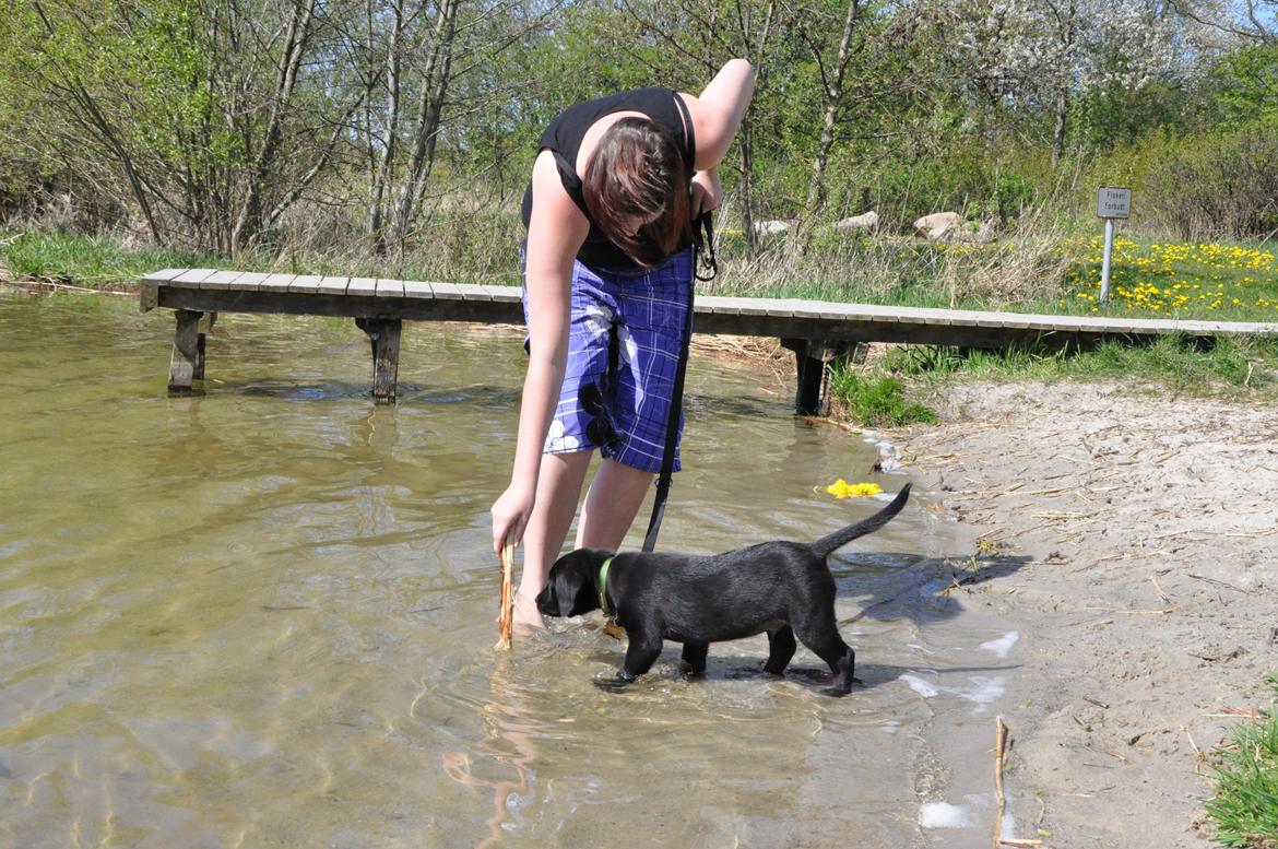 Labrador retriever Anton - Det første møde med Ring Sø, som han tog rigtig pænt! :D
03/05-2012. billede 14