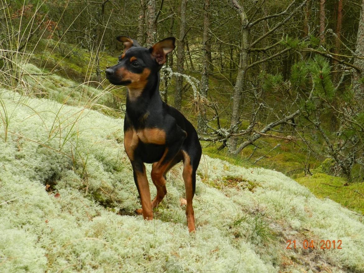 Dvaergpinscher Jessie billede 14