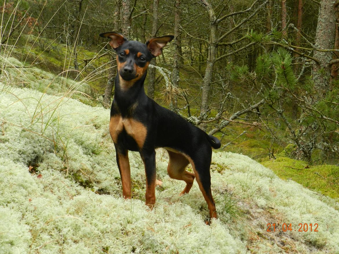 Dvaergpinscher Jessie billede 1