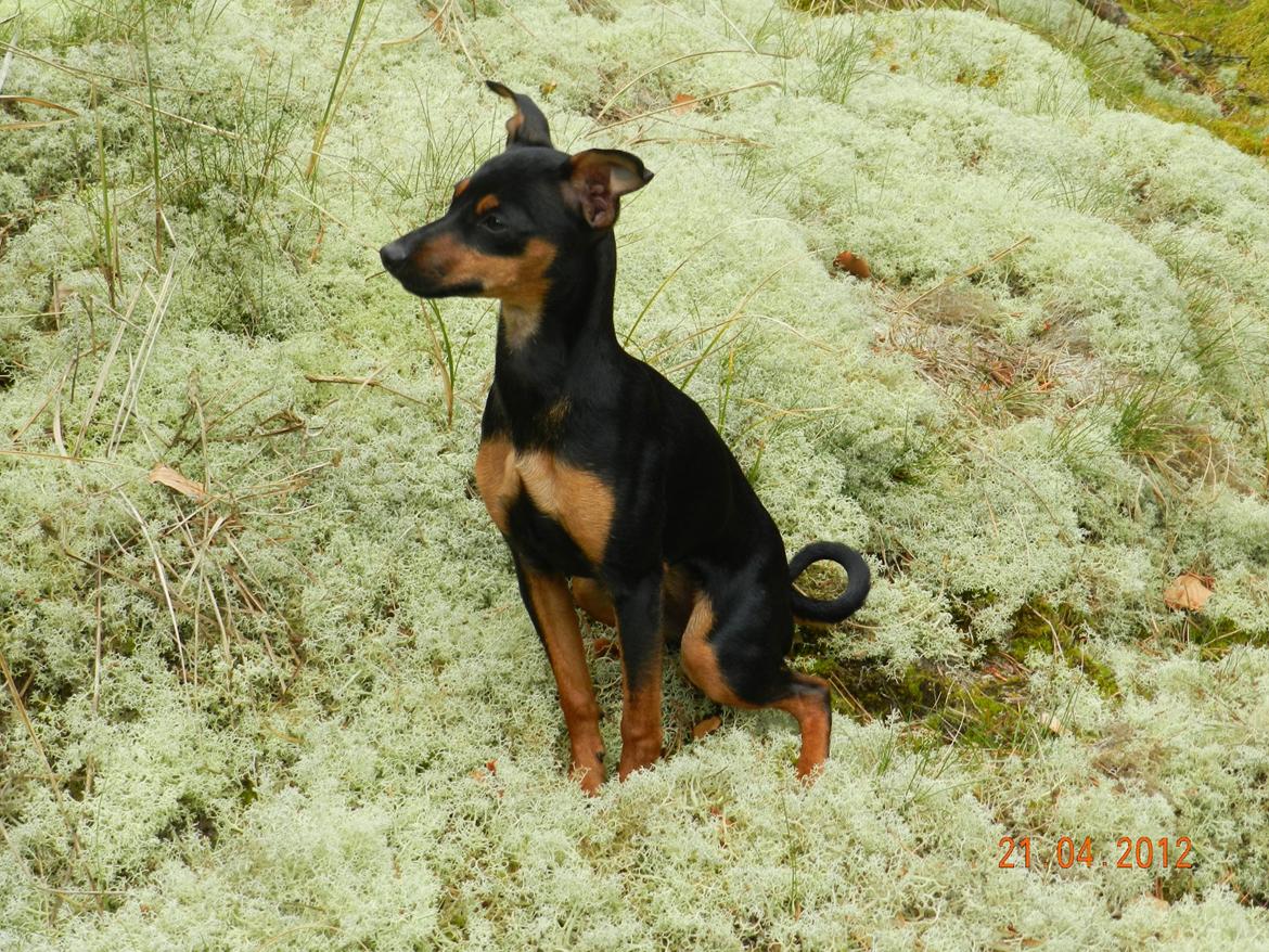 Dvaergpinscher Jessie billede 2
