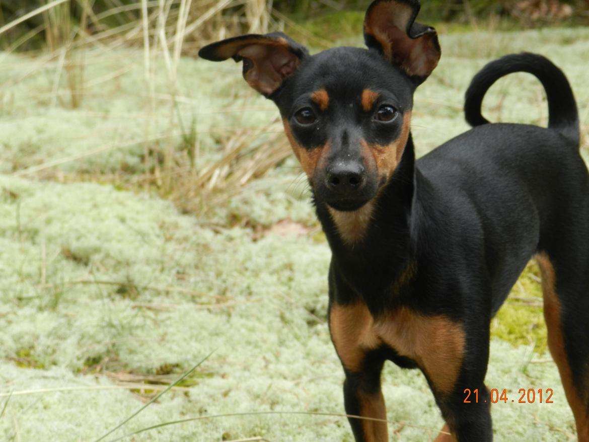 Dvaergpinscher Jessie billede 15