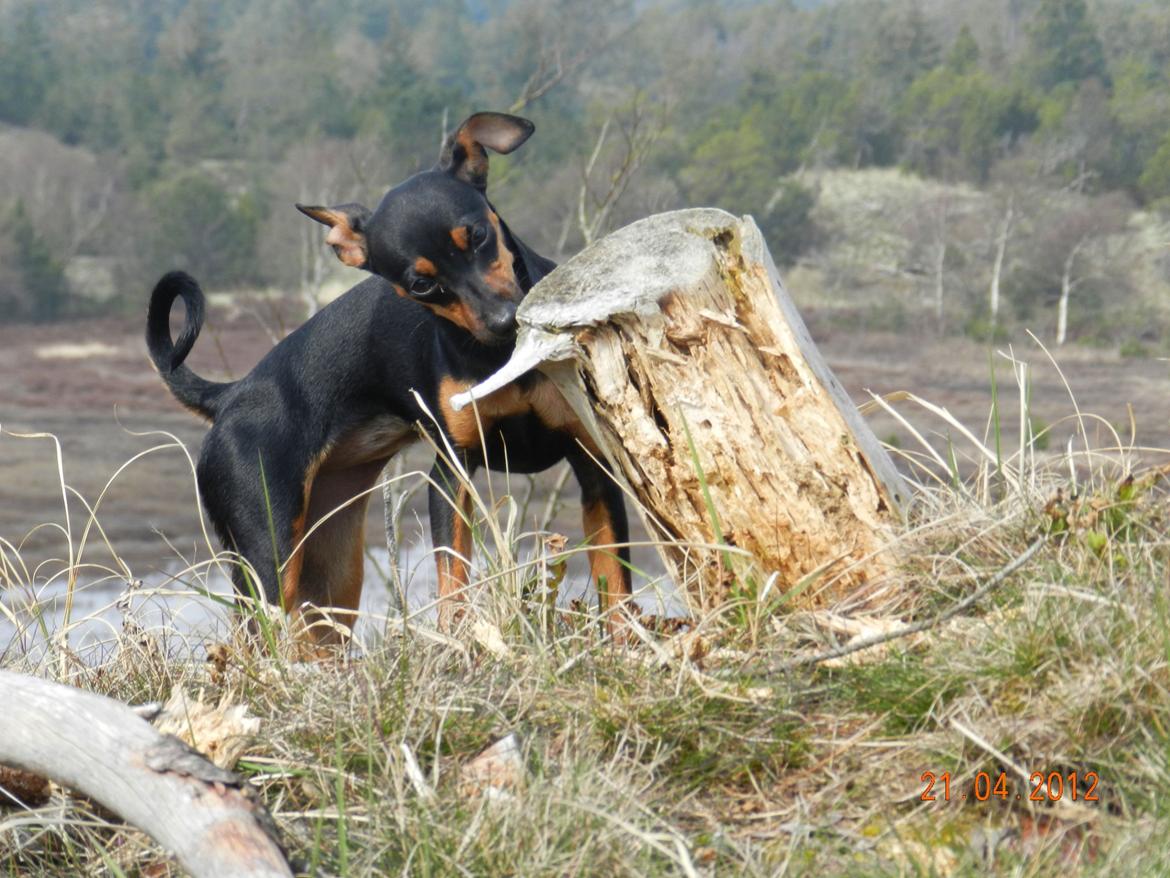 Dvaergpinscher Jessie billede 4