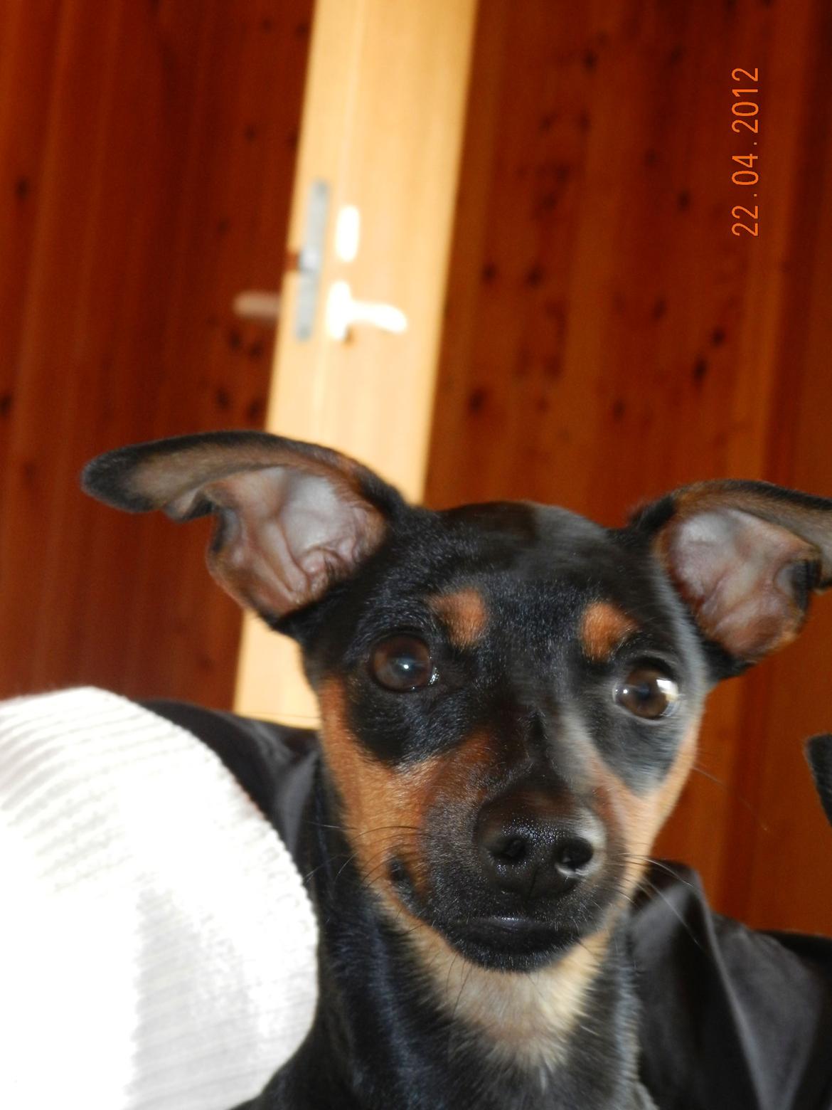 Dvaergpinscher Jessie billede 5