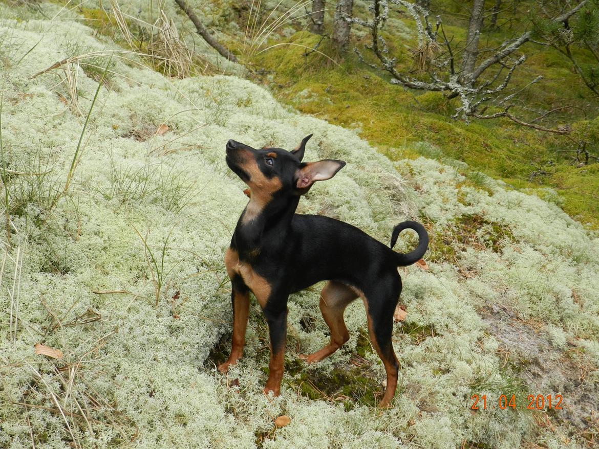 Dvaergpinscher Jessie billede 16