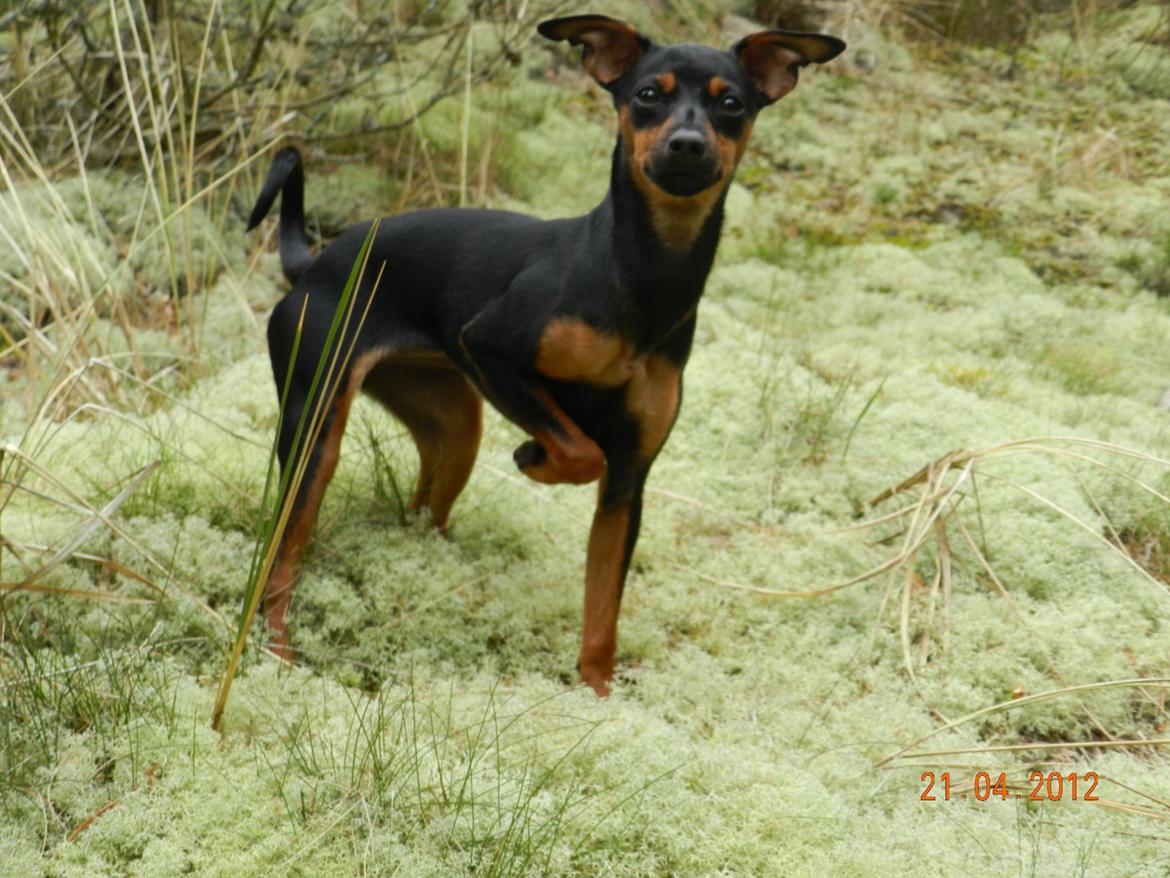 Dvaergpinscher Jessie billede 17