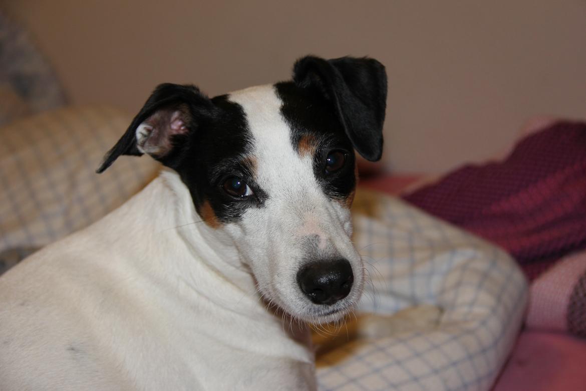 Dansk svensk gaardhund Frida billede 13