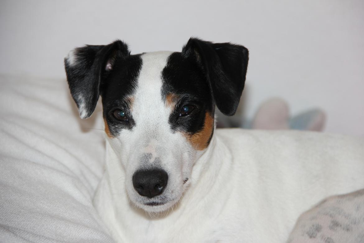 Dansk svensk gaardhund Frida billede 14