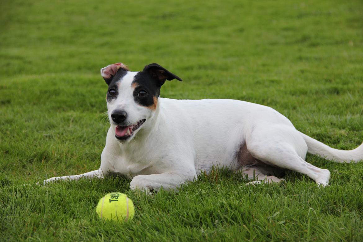Dansk svensk gaardhund Frida billede 15
