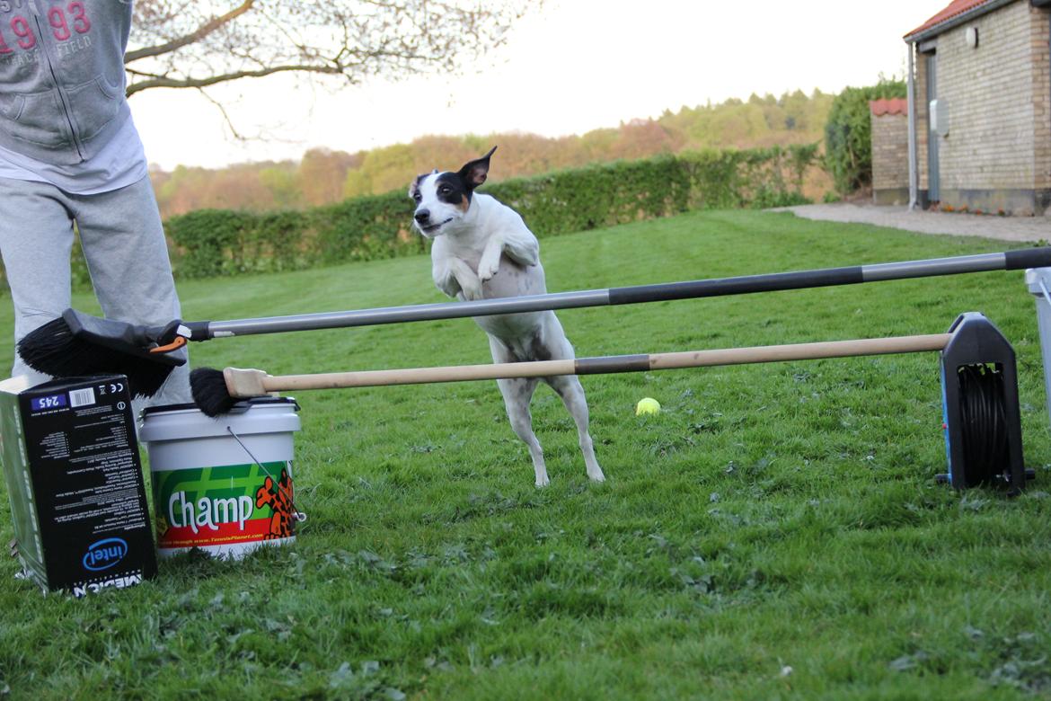 Dansk svensk gaardhund Frida billede 16