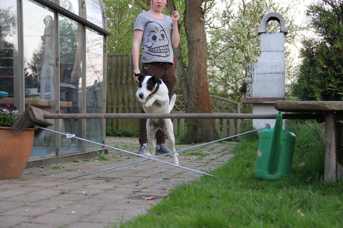 Dansk svensk gaardhund Frida billede 17