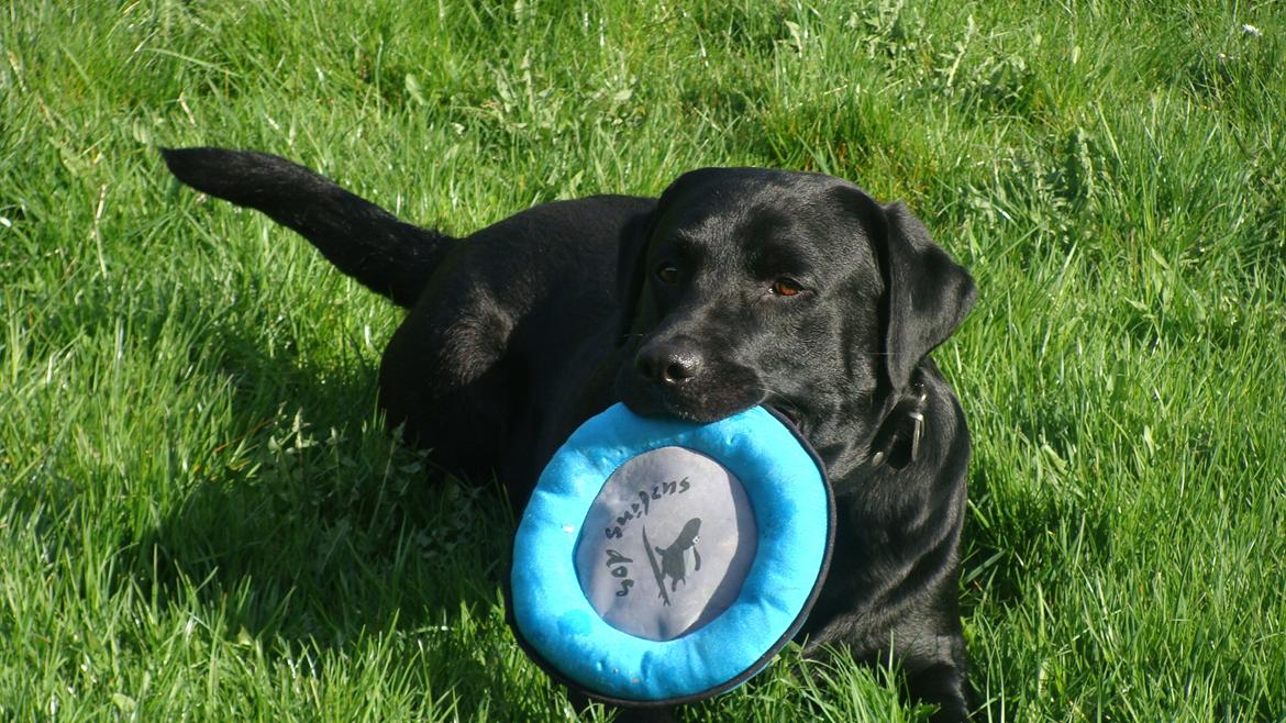 Labrador retriever Buddy billede 3