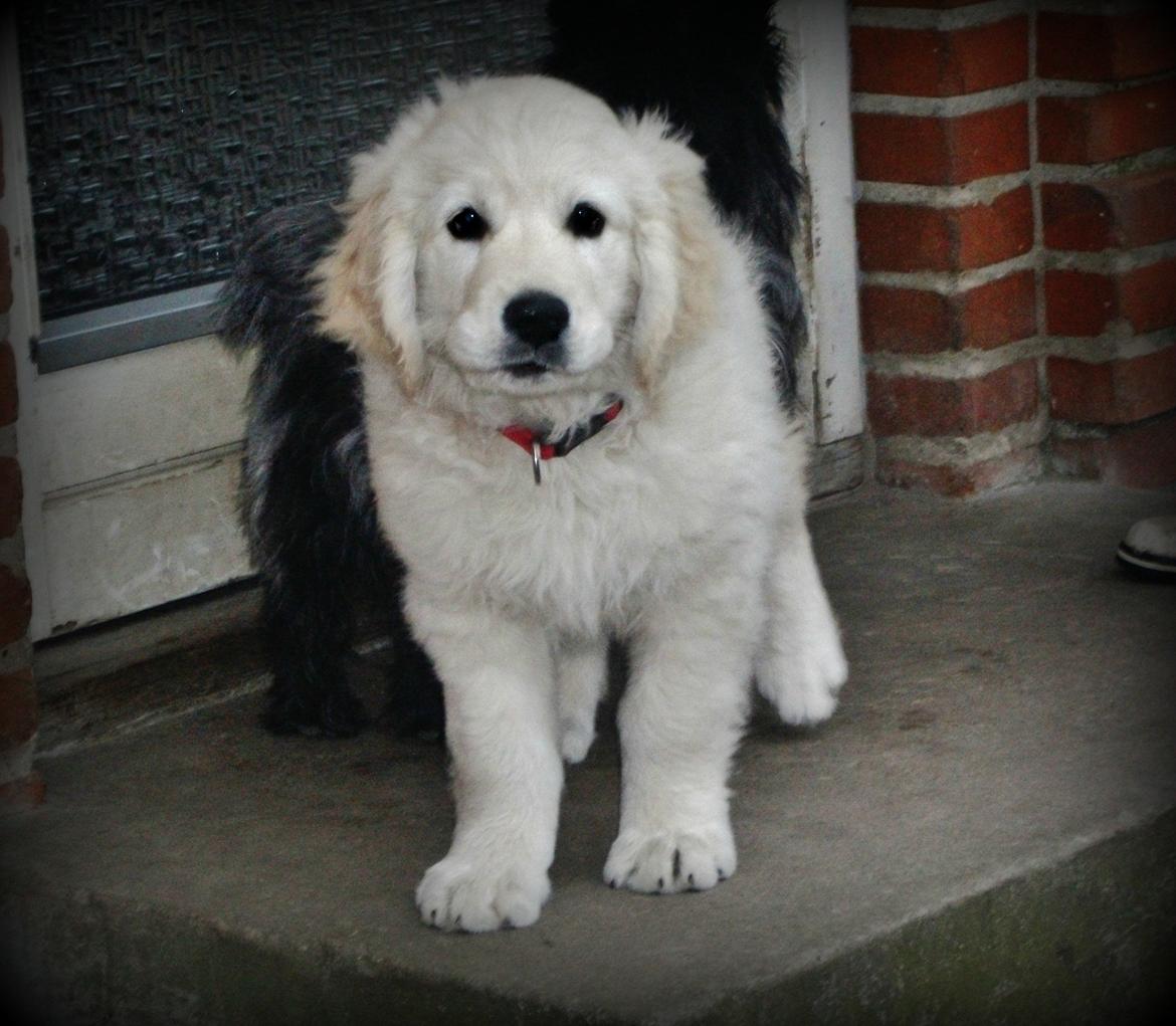 Golden retriever Julius | VBH <3 - 
Kun du kan få det ægte smil frem på mine læber.♥♥'

 billede 1