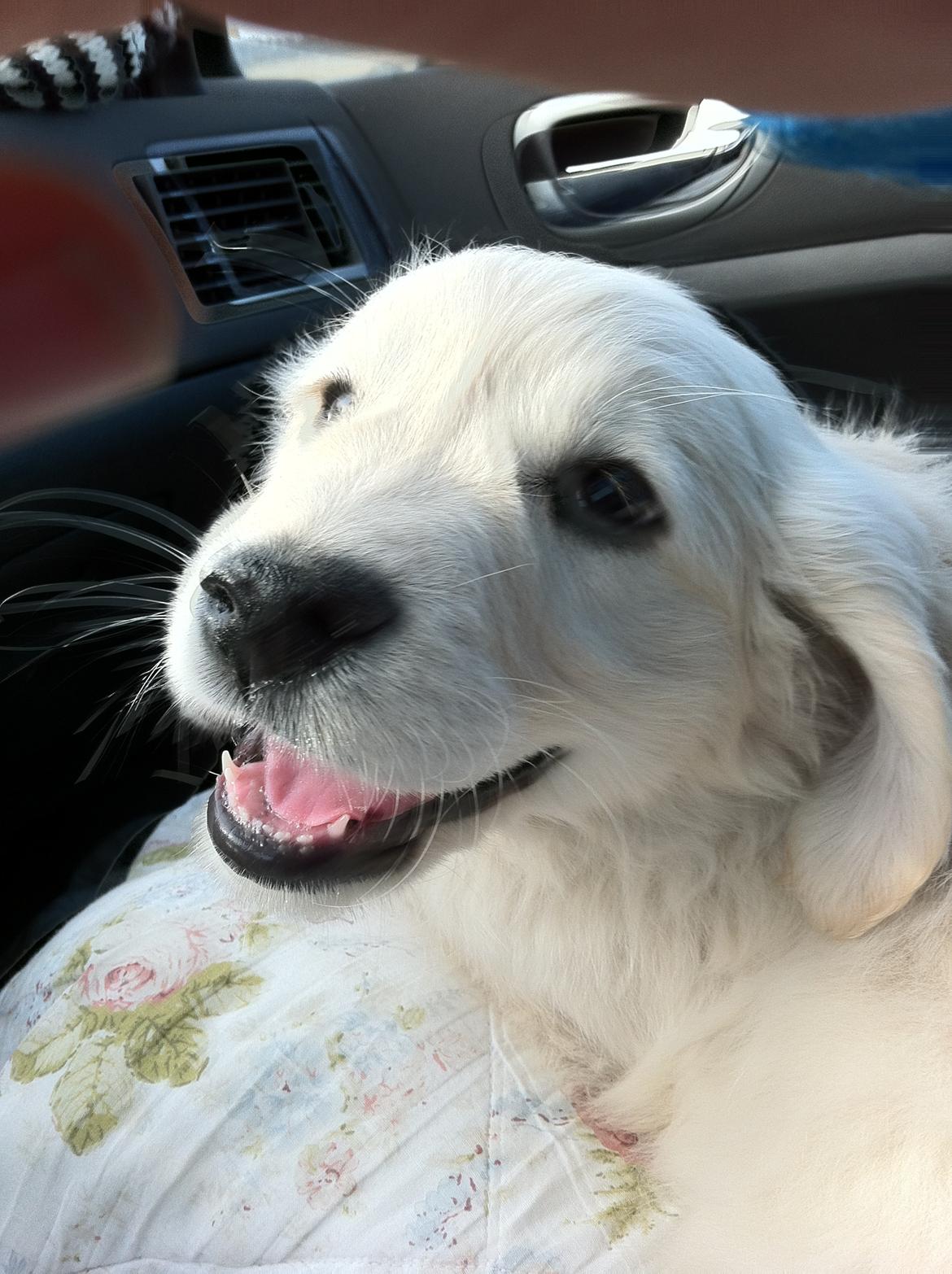 Golden retriever Julius | VBH <3 - Da vi lige havde hentet ham, og var på vej hjem. billede 2