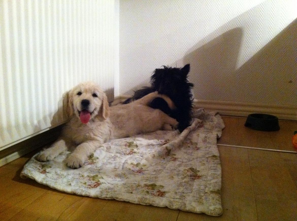 Golden retriever Julius | VBH <3 - <3<3 billede 3