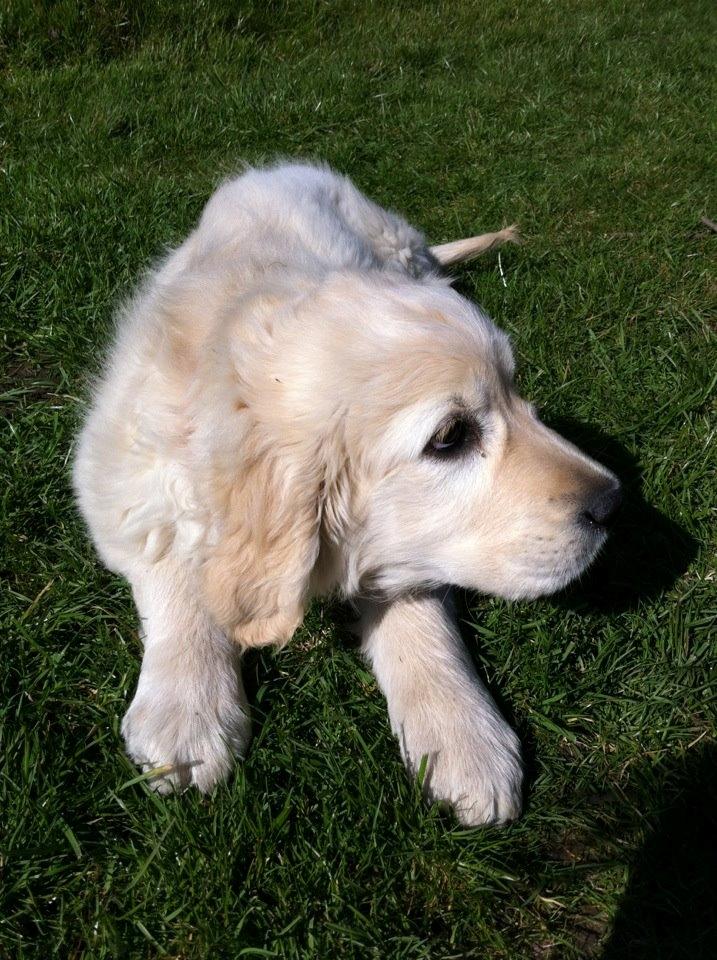 Golden retriever Julius | VBH <3 - du er dejlig julle <3<3. billede 4