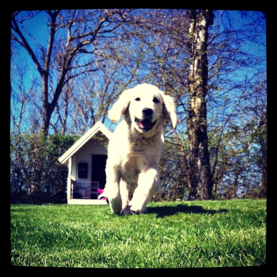 Golden retriever Julius | VBH <3 - skatter <3<3. billede 5