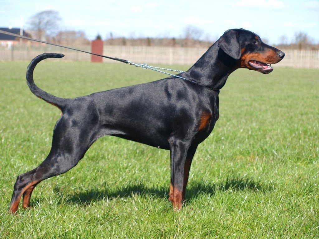 Dobermann Dobergaarden Forever Caya Carisma billede 1