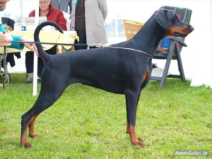 Dobermann Dobergaarden Forever Caya Carisma billede 18
