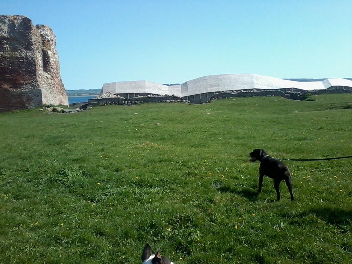 Boxer tyson - 03/05 12          kalø slot  billede 9