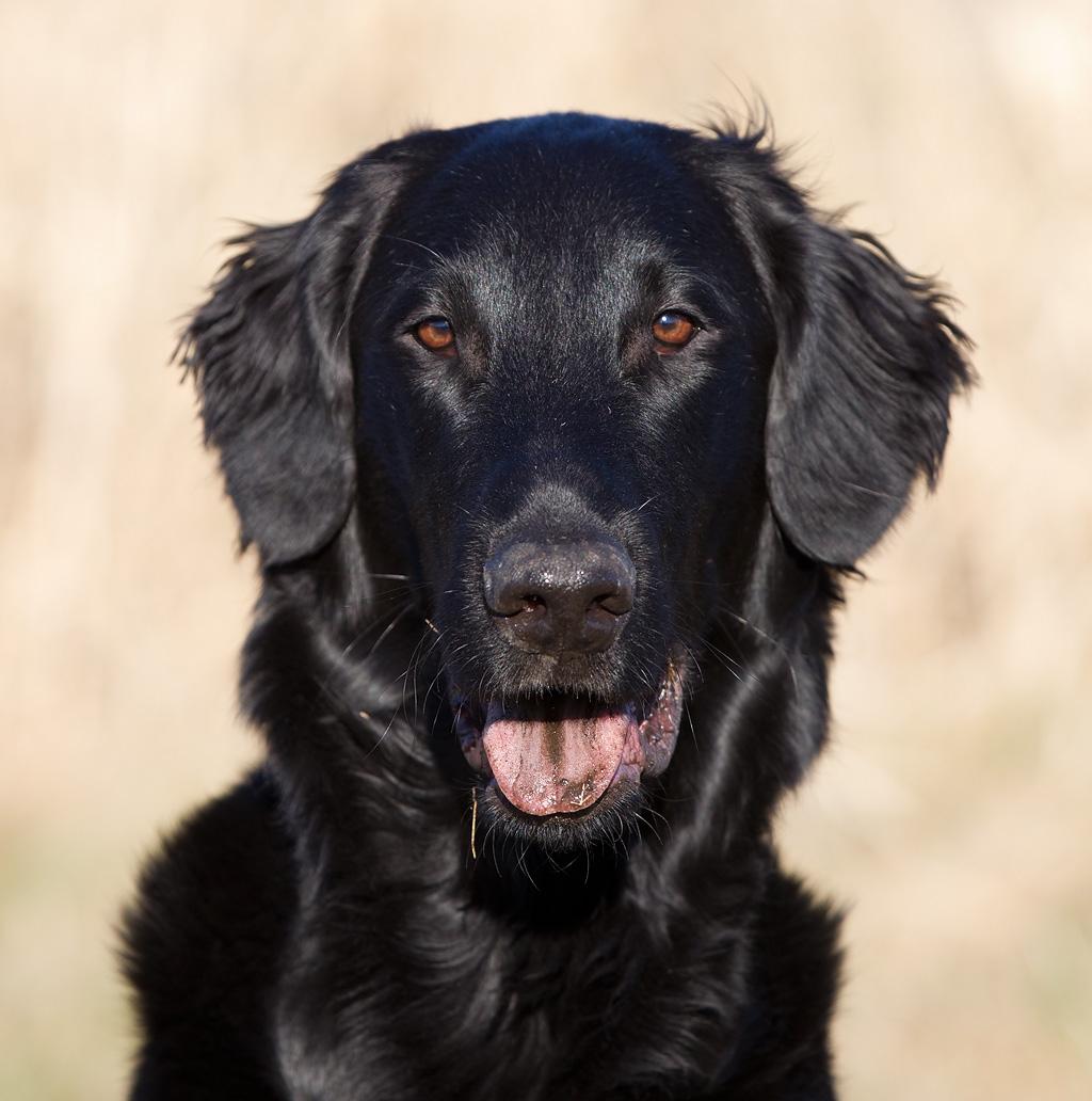 Flat coated retriever Flatrunner Faithful Floyd billede 15