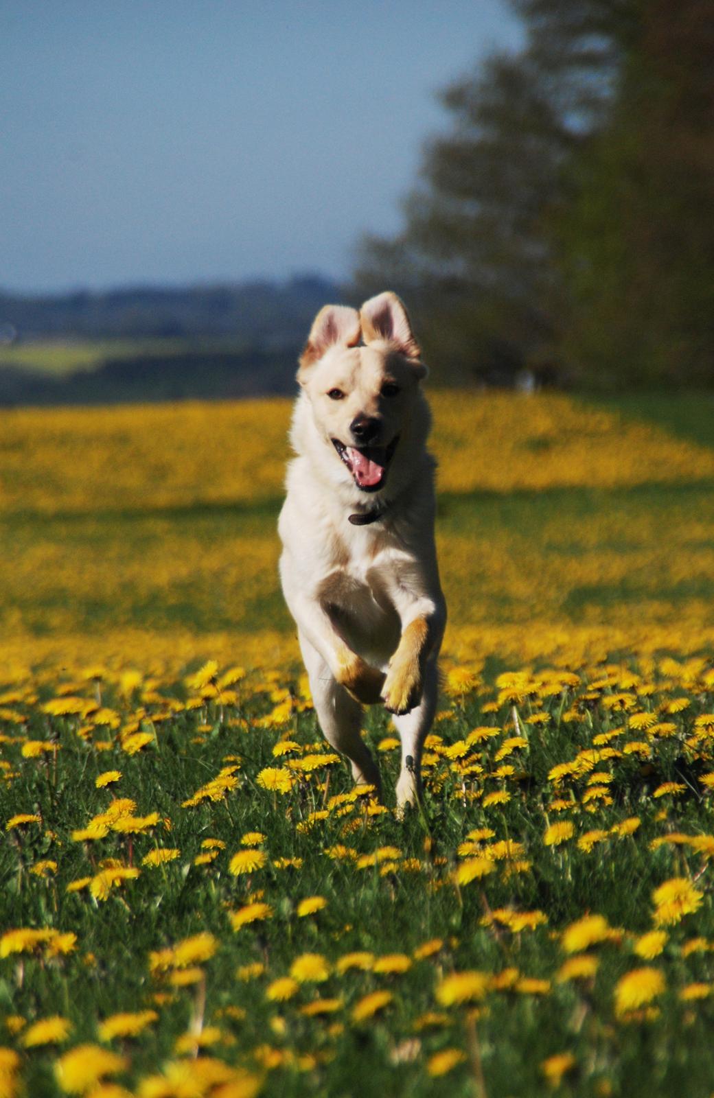 Blanding af racer Bertram billede 9