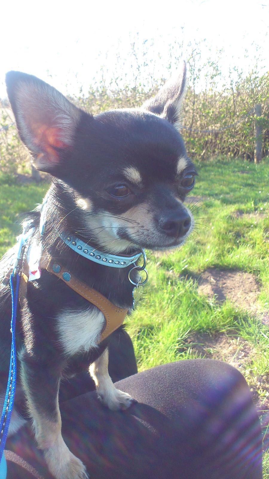 Chihuahua Tino - En skøn aftens tur💙 billede 3