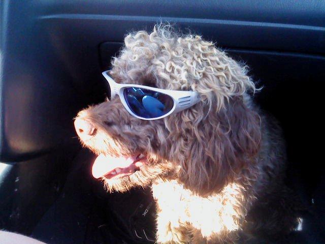 Lagotto romagnolo Sisse - en varm sommerdag  billede 1