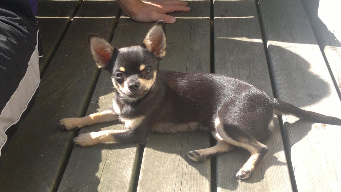 Chihuahua Tino - Tino's første sommerferie🌞💙 billede 8
