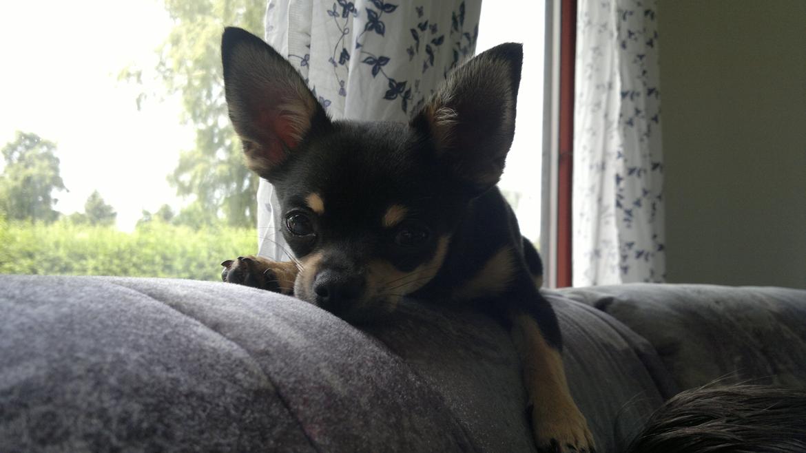 Chihuahua Tino - Tino er med i sommerhus🏠💙 billede 9