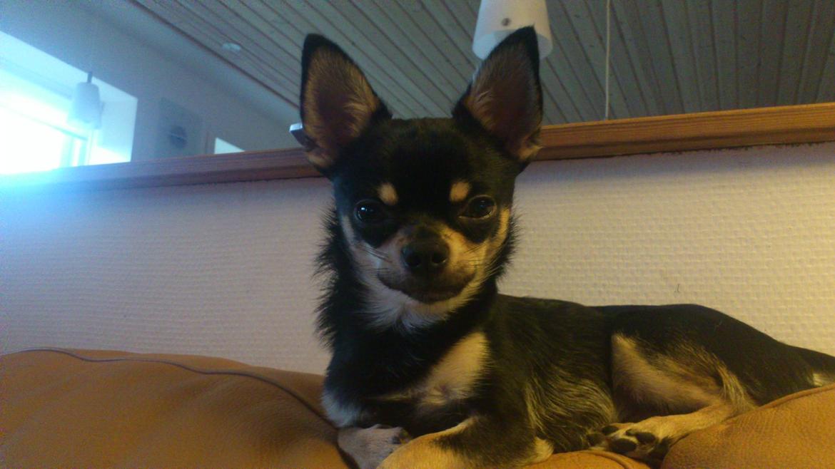 Chihuahua Tino - På besøg hos farmor og farfar💙 billede 10