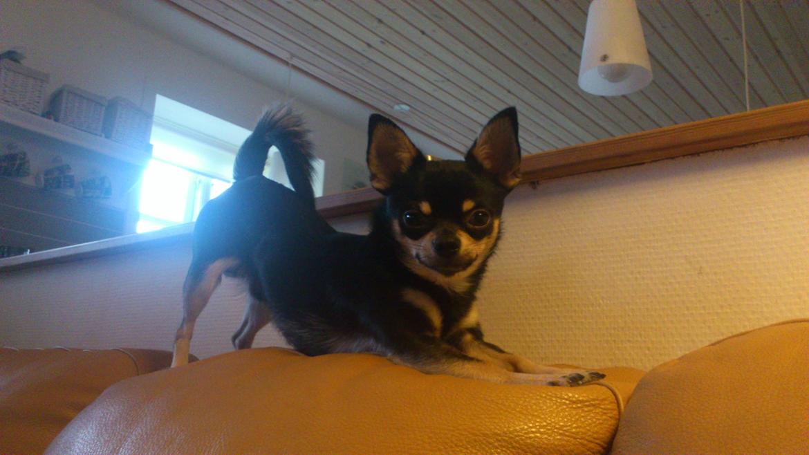 Chihuahua Tino - Se lige mig mor😅💙 billede 11
