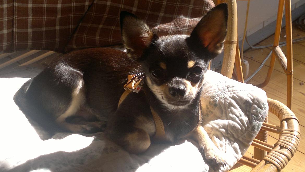 Chihuahua Tino - Tino er på sommerferie i Præstø🌞🏠💙 billede 14