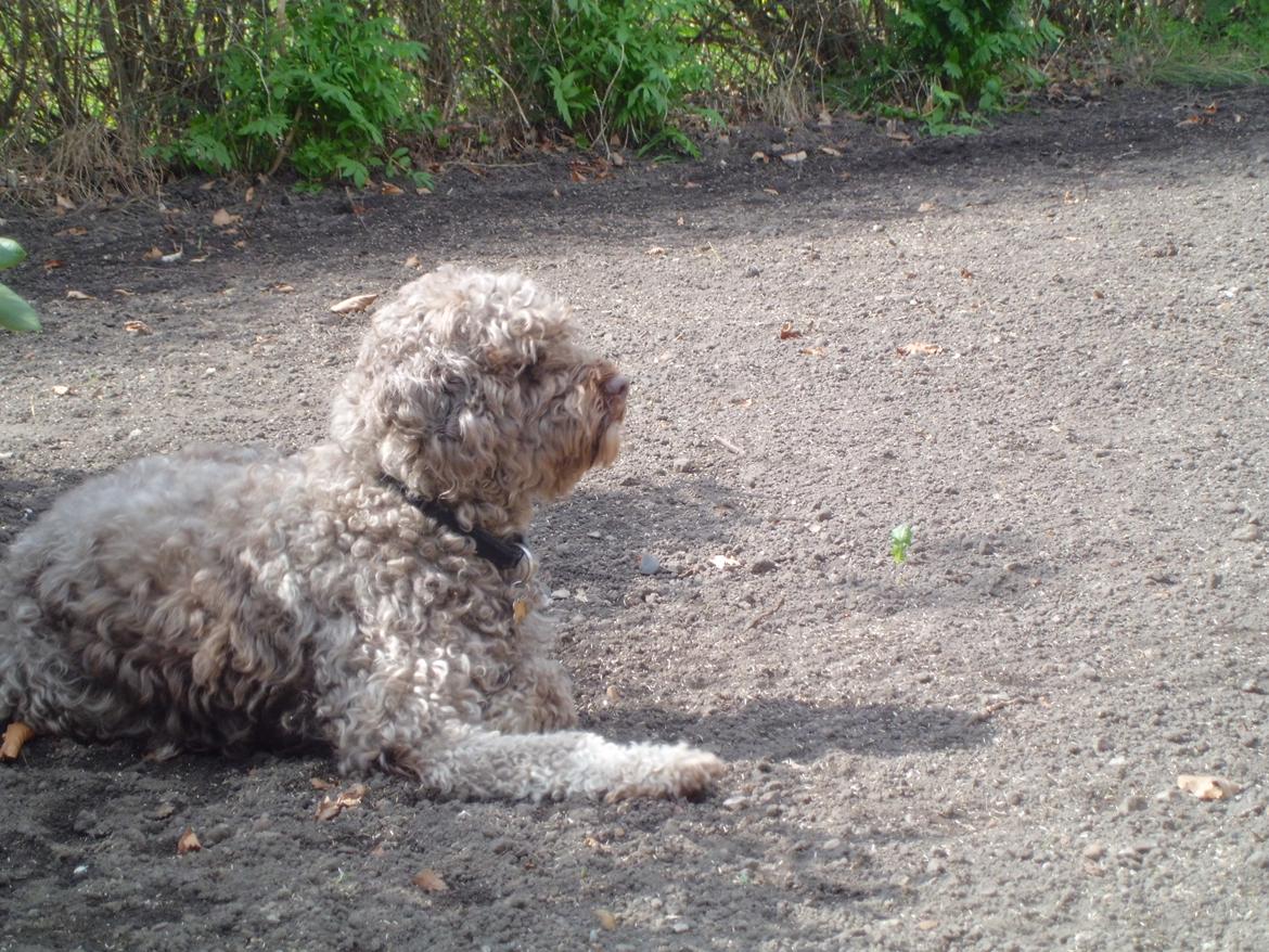 Lagotto romagnolo Sisse billede 2