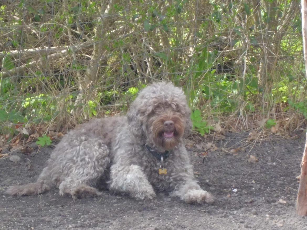 Lagotto romagnolo Sisse billede 3