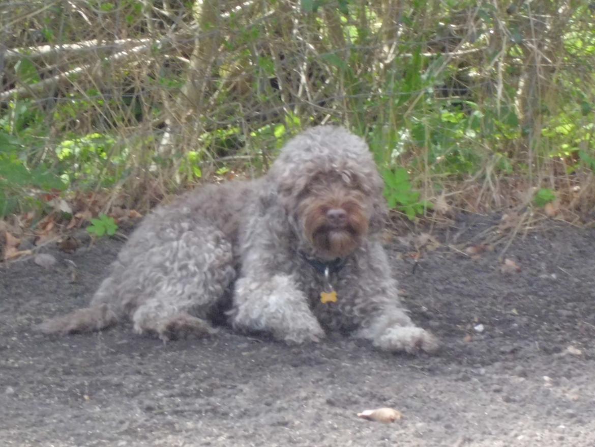 Lagotto romagnolo Sisse billede 4
