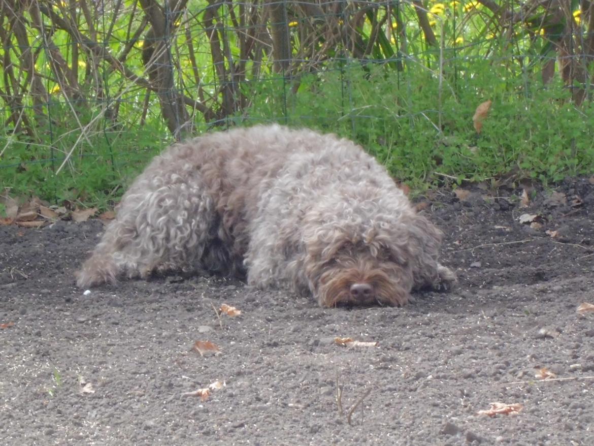 Lagotto romagnolo Sisse billede 5