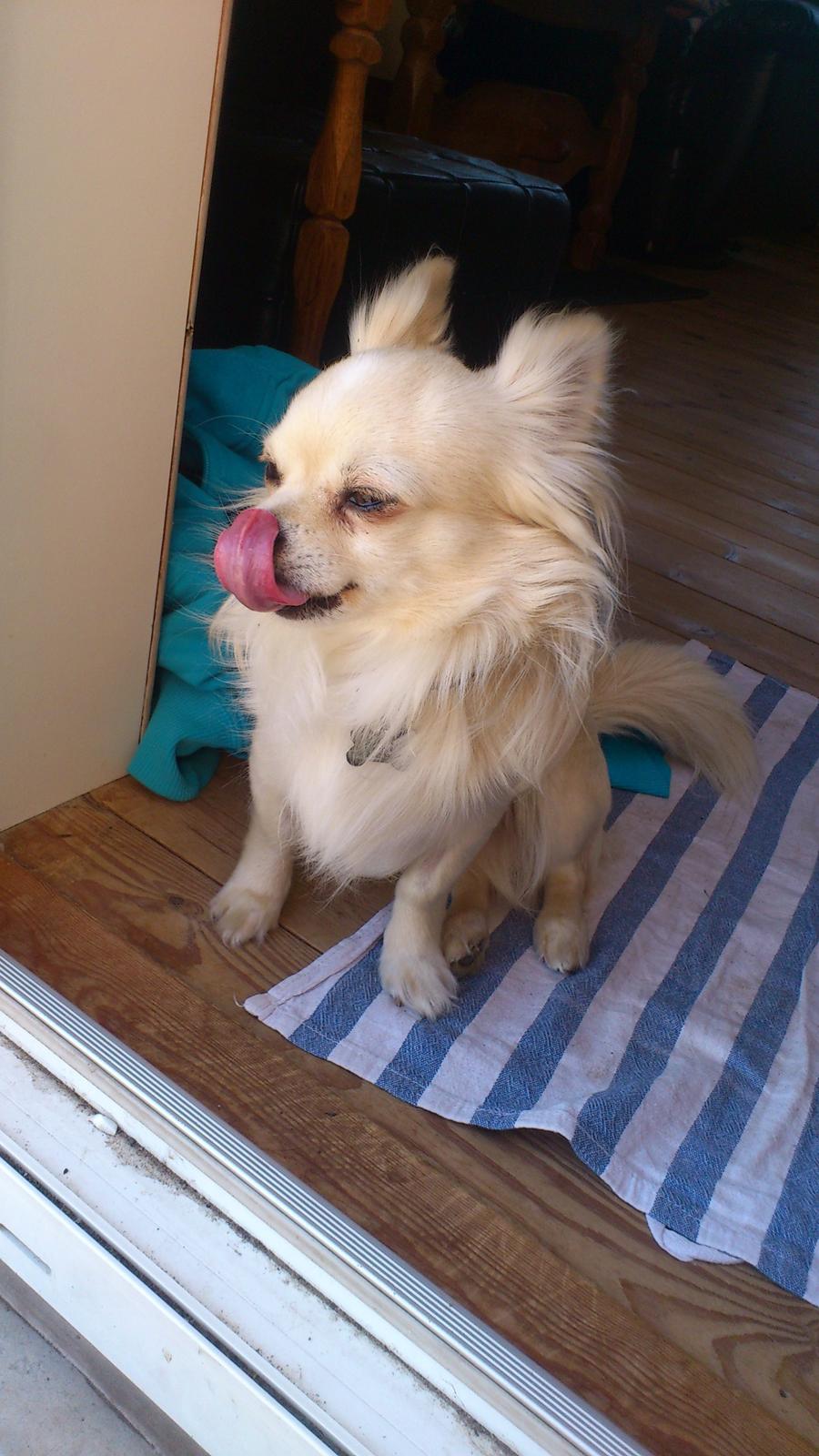 Chihuahua Timon - 😂🖤😂 billede 10