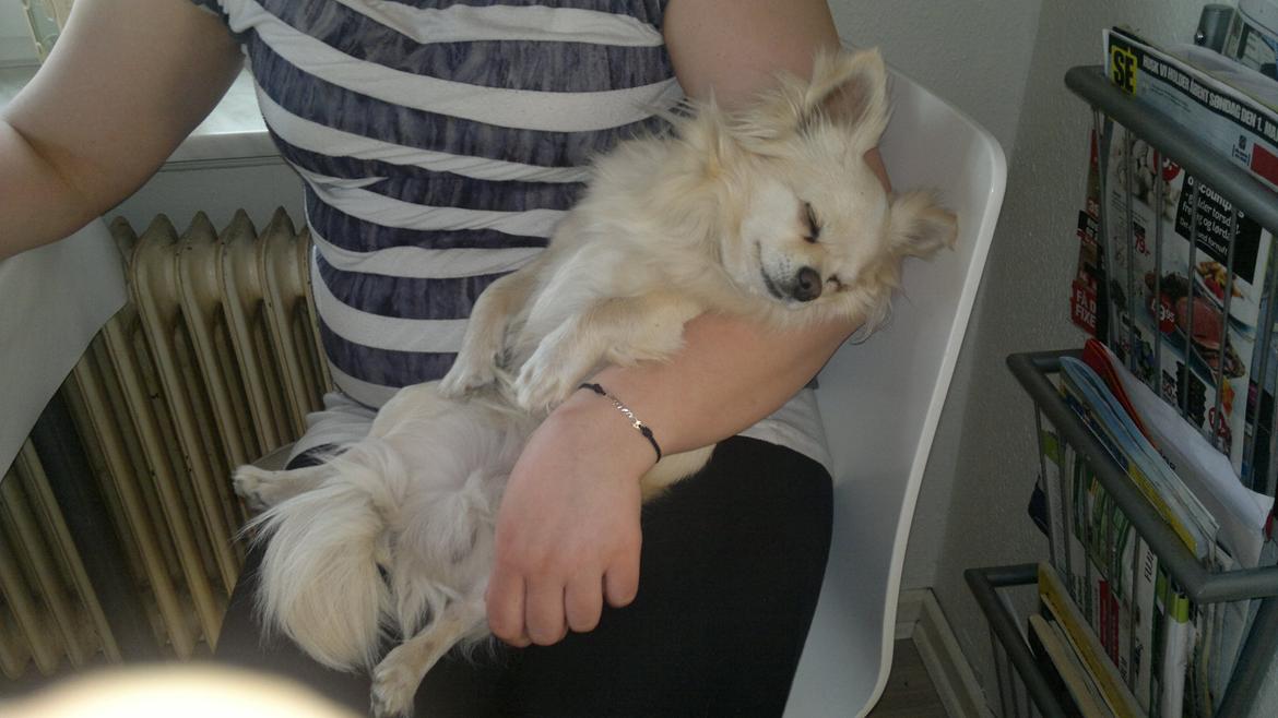 Chihuahua Timon - Du tager lige en slapper i mine arme🖤 billede 13