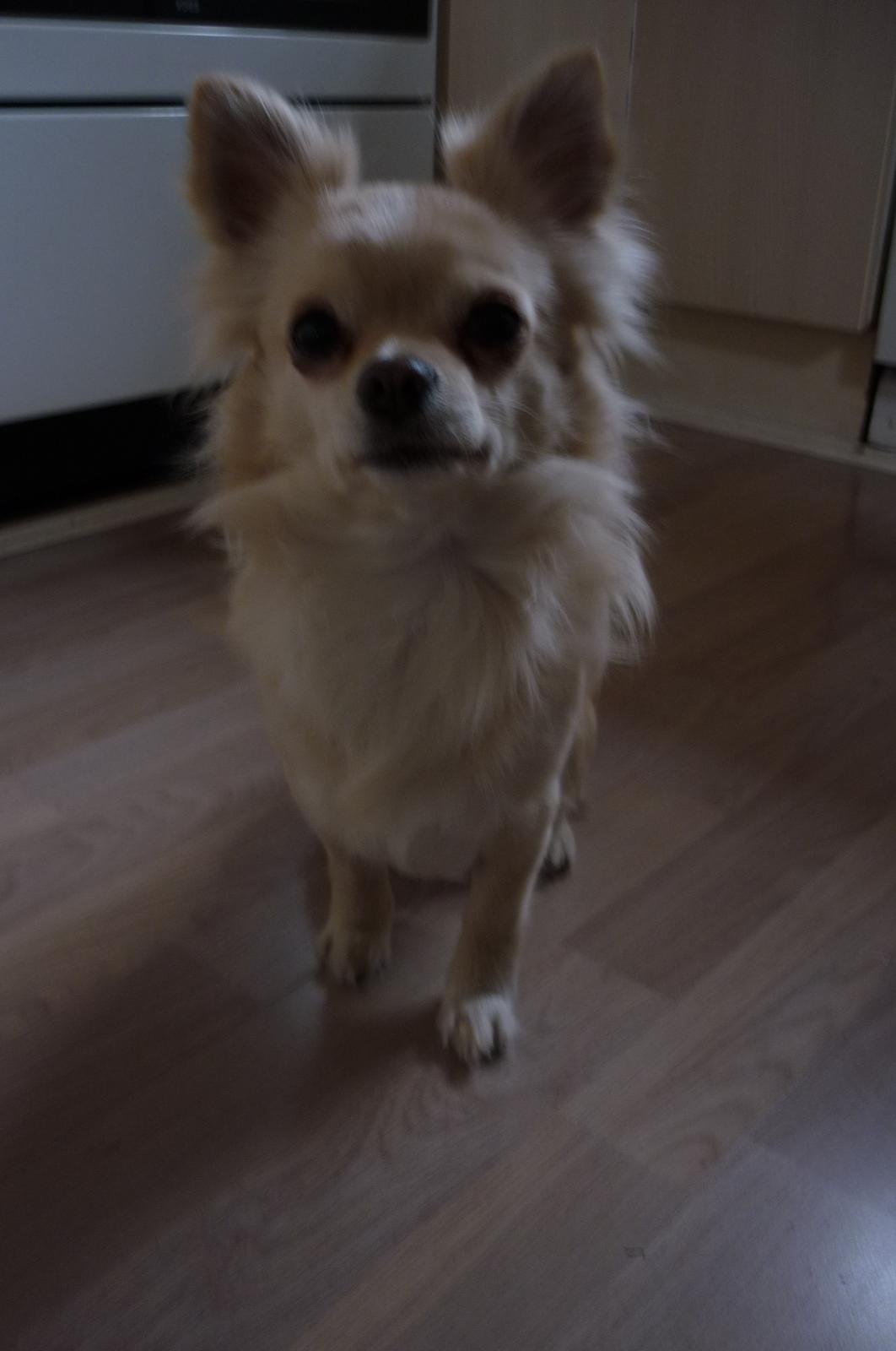 Chihuahua Timon - 🖤 billede 14