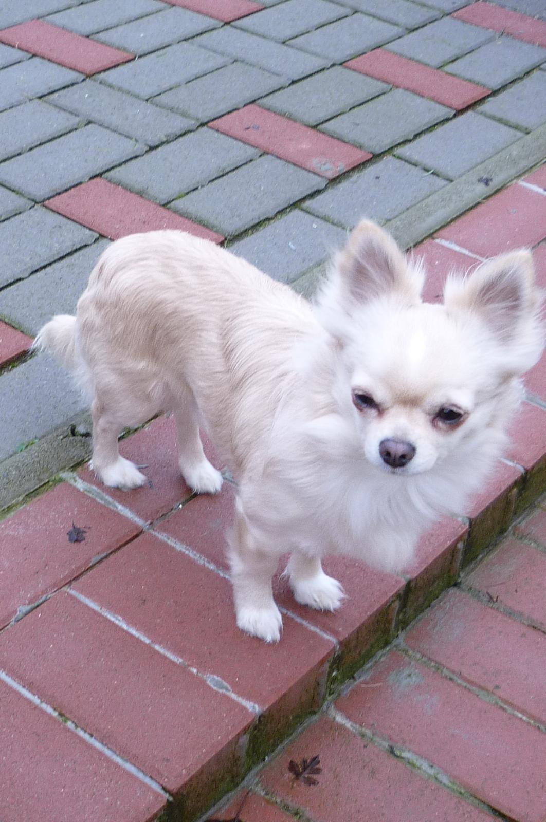Chihuahua Timon - Ude og få lidt luft i haven🌧🖤 billede 16