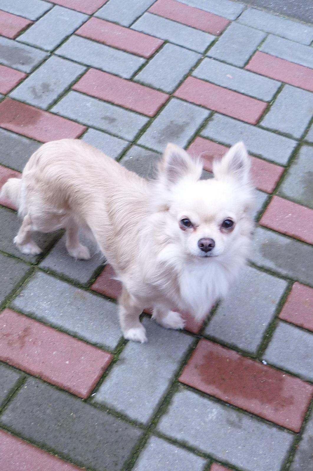 Chihuahua Timon - 🖤 billede 12