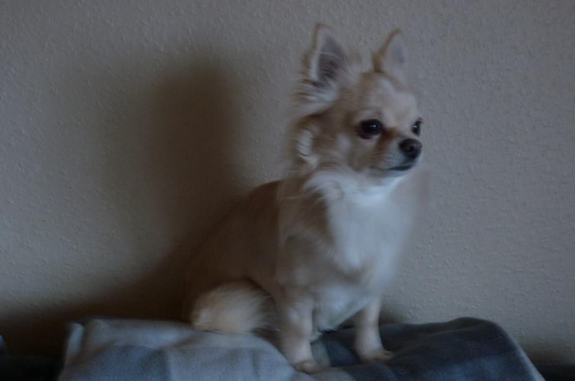 Chihuahua Timon - Skal lige holde øje med det hele ude på gaden🖤 billede 17