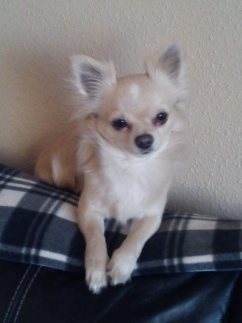Chihuahua Timon - Gamle'mand🖤 billede 2