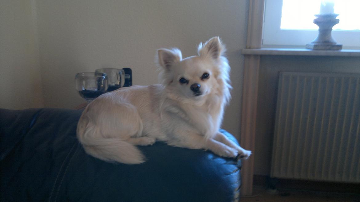 Chihuahua Timon - 🖤 billede 18