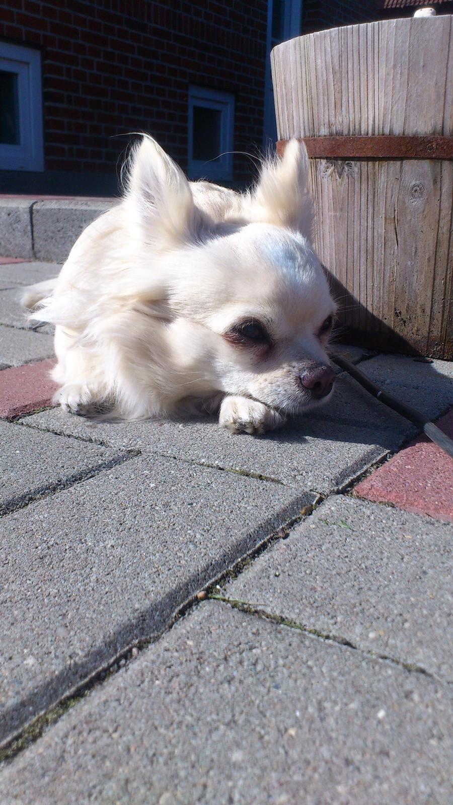 Chihuahua Timon - 🖤 billede 19