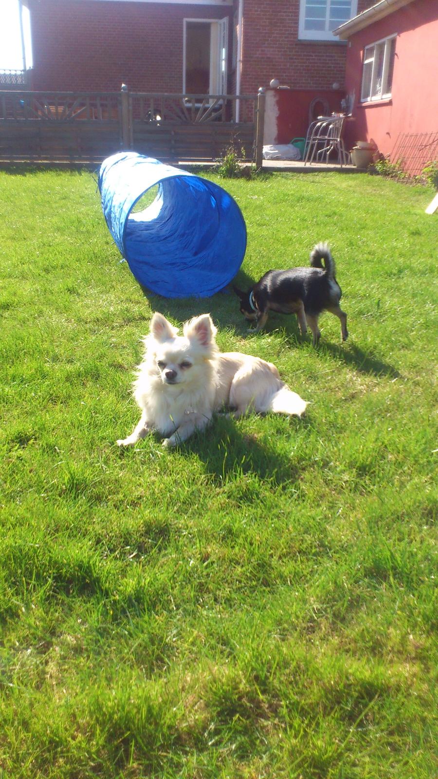 Chihuahua Timon - Nyder lige solen i haven sammen med Tino🌞🖤 billede 20