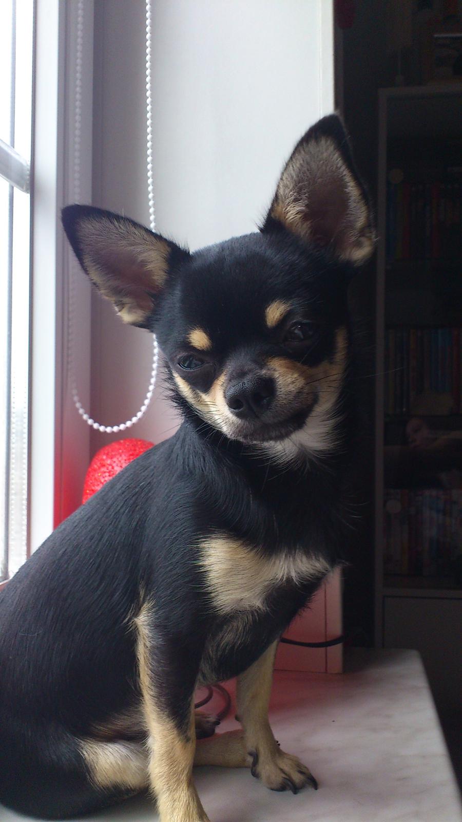 Chihuahua Tino - Min lille charmetrold💙 billede 13